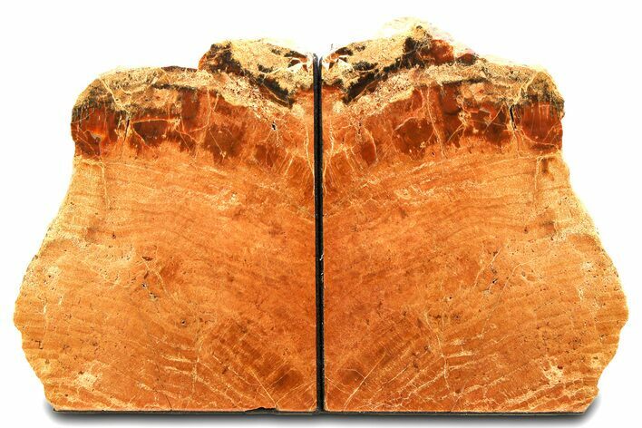 Tall, Arizona Petrified Wood Bookends - Red/Orange #307176